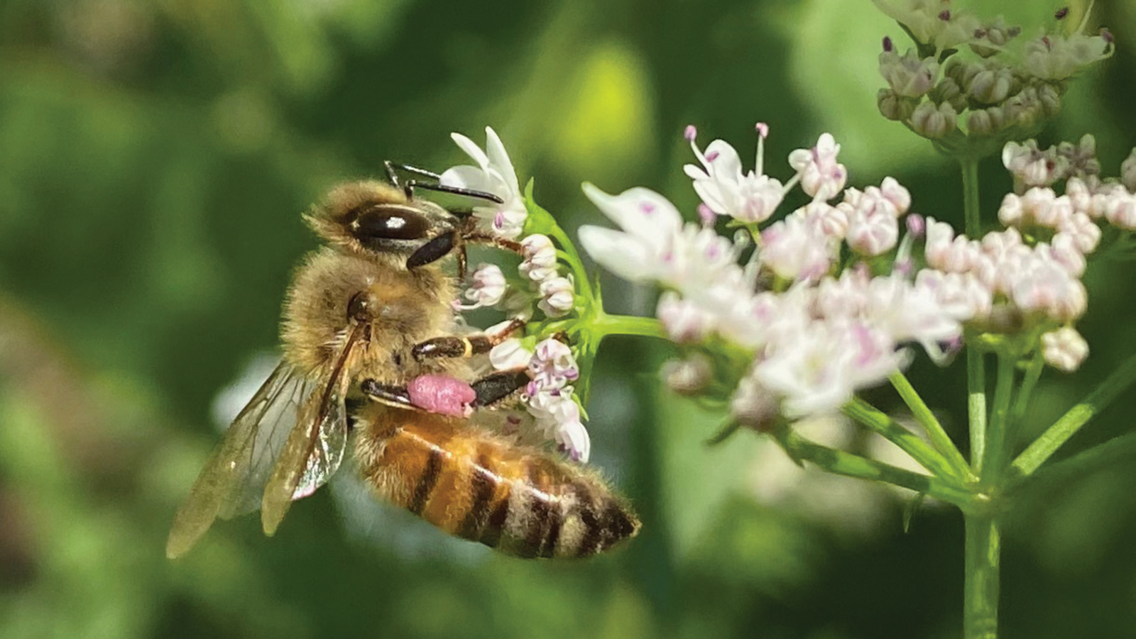 A honeybee carrying cilantro pollen