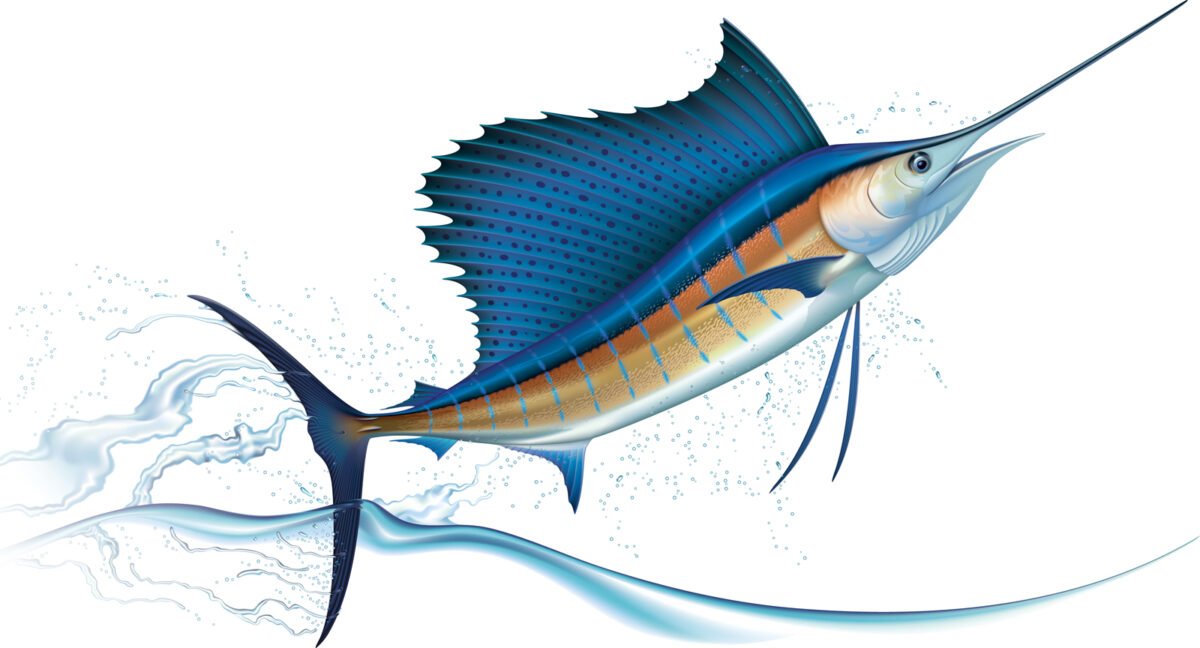 Jumping sailfish