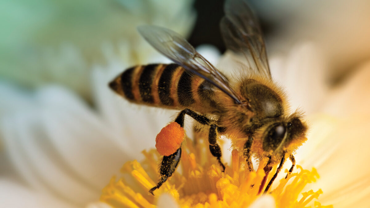 Close-up shot of a honey bee collecting nectar